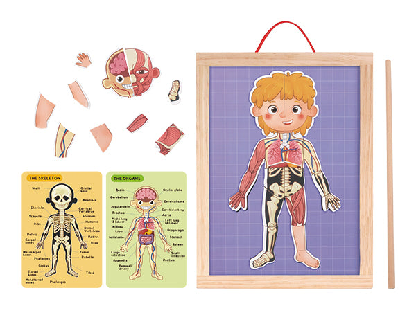 Învățați anatomia într-un mod distractiv cu jocul magnetic al corpului uman. Puzzle educativ cu organe, mușchi și schelet